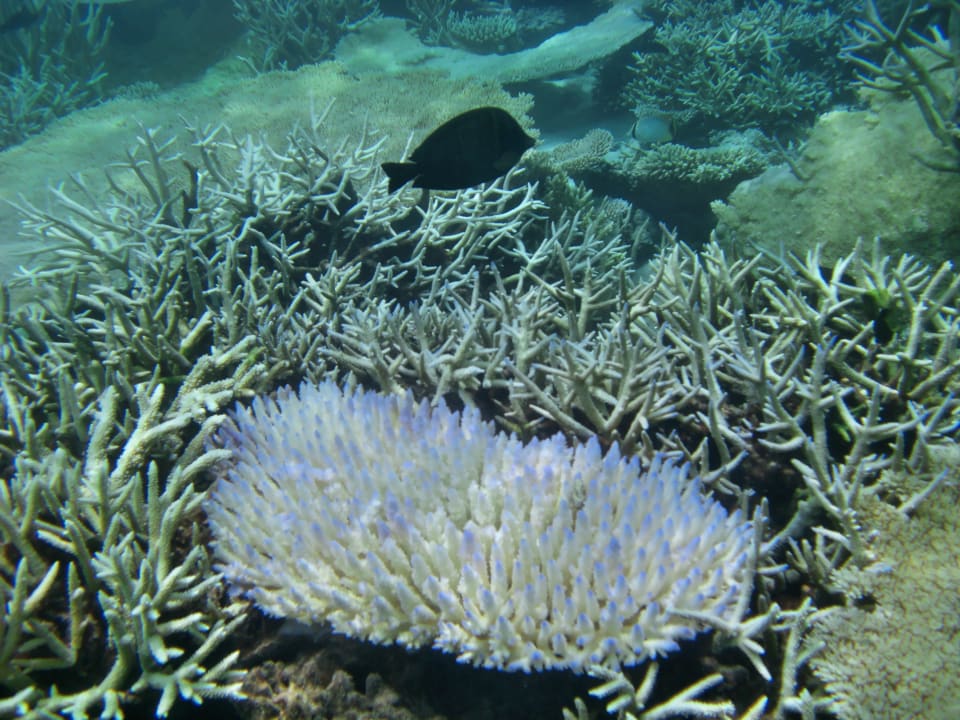 Sport & Freizeit Filitheyo Island Resort