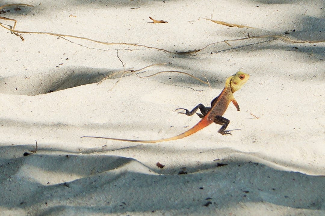 Hübscher NH Collection Maldives Reethi Resort