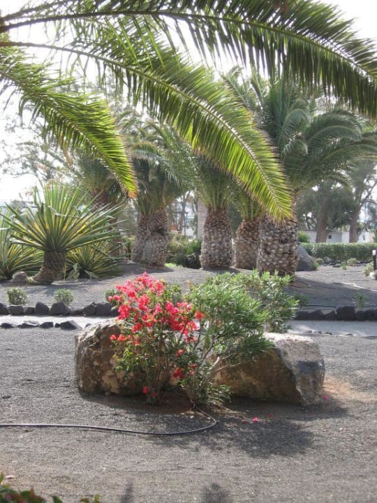 Garten der Anlage Relaxia Olivina