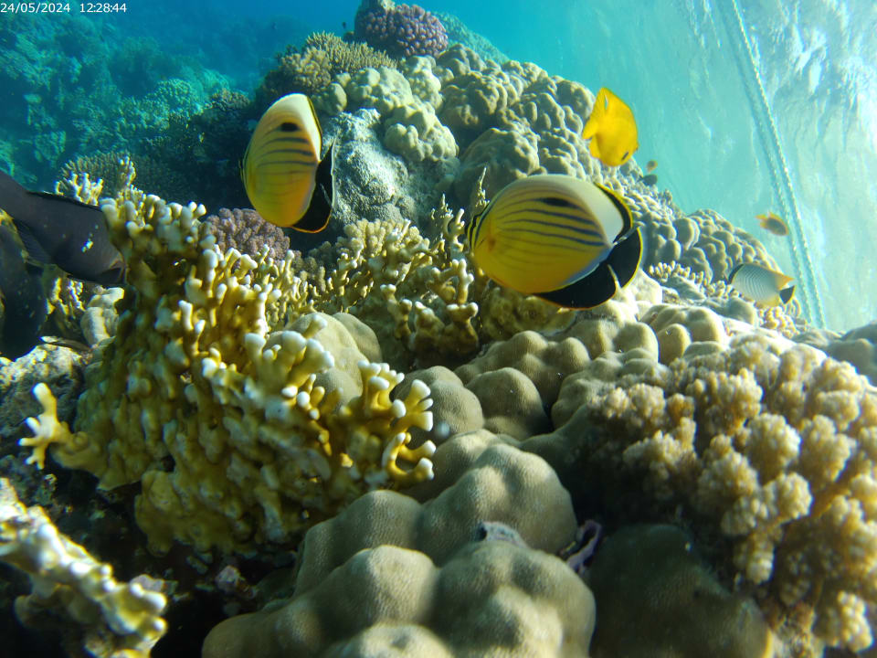 Sport & Freizeit The V Luxury Resort Sahl Hasheesh