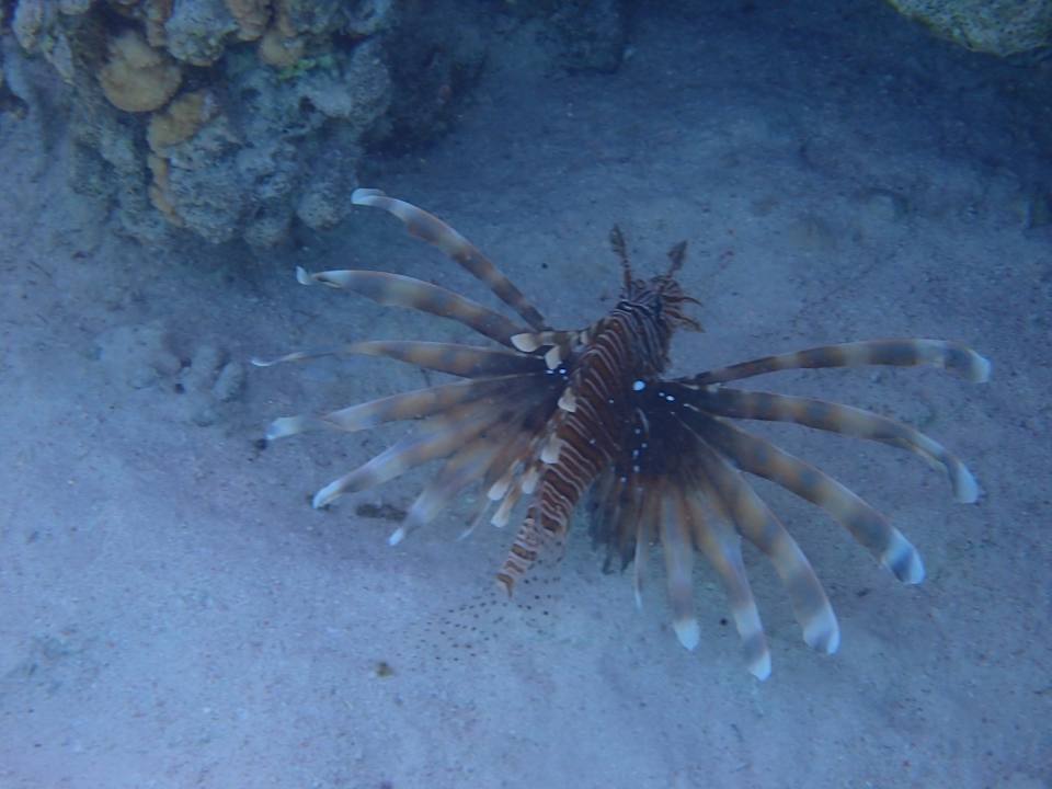 Sonstiges Hotel Sheraton Soma Bay Resort