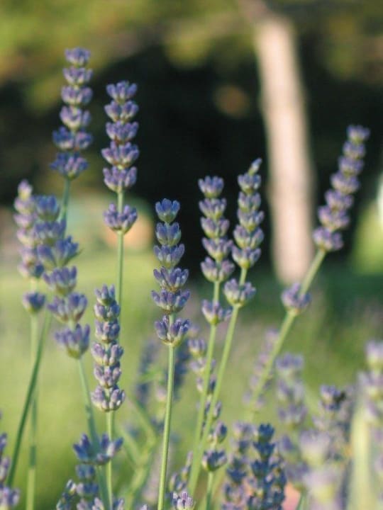 Лаванда в парке Hotel Materada Plava Laguna