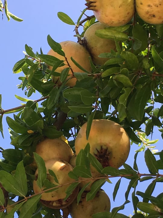 Gartenanlage Prinsotel La Dorada