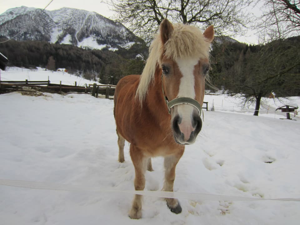 Pony Familienbauernhof Grossgrub