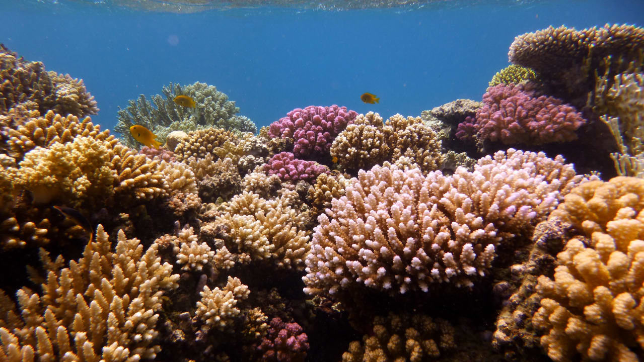 Sport & Freizeit Shams Alam Beach Resort