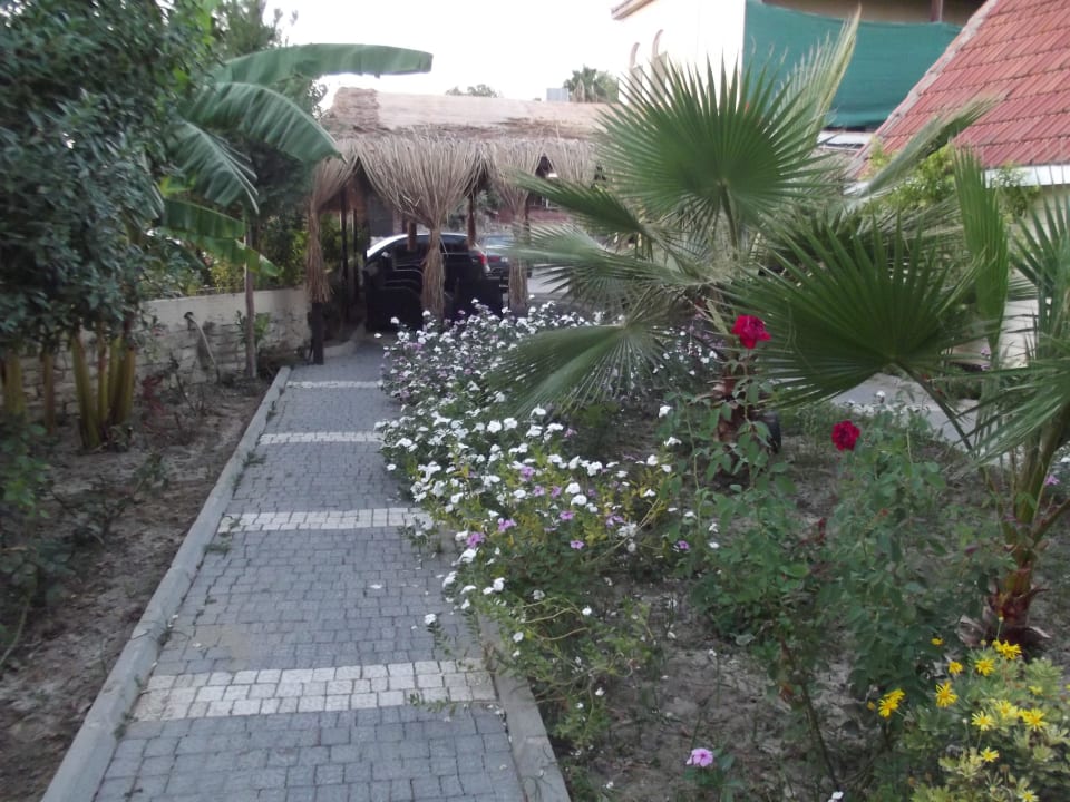 Der schöne Garten Clover Magic Nova Beach