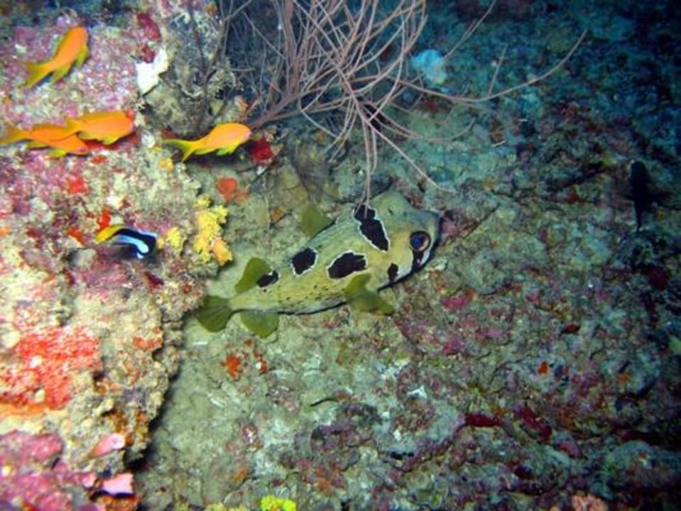 Unterwasser - Bootstauchgang NH Collection Maldives Reethi Resort