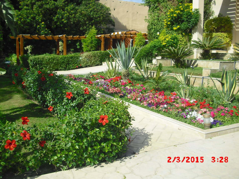 Kvetoucí Egypt Prima Life Makadi Resort