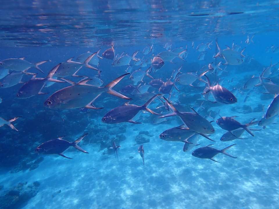 Sport & Freizeit Filitheyo Island Resort