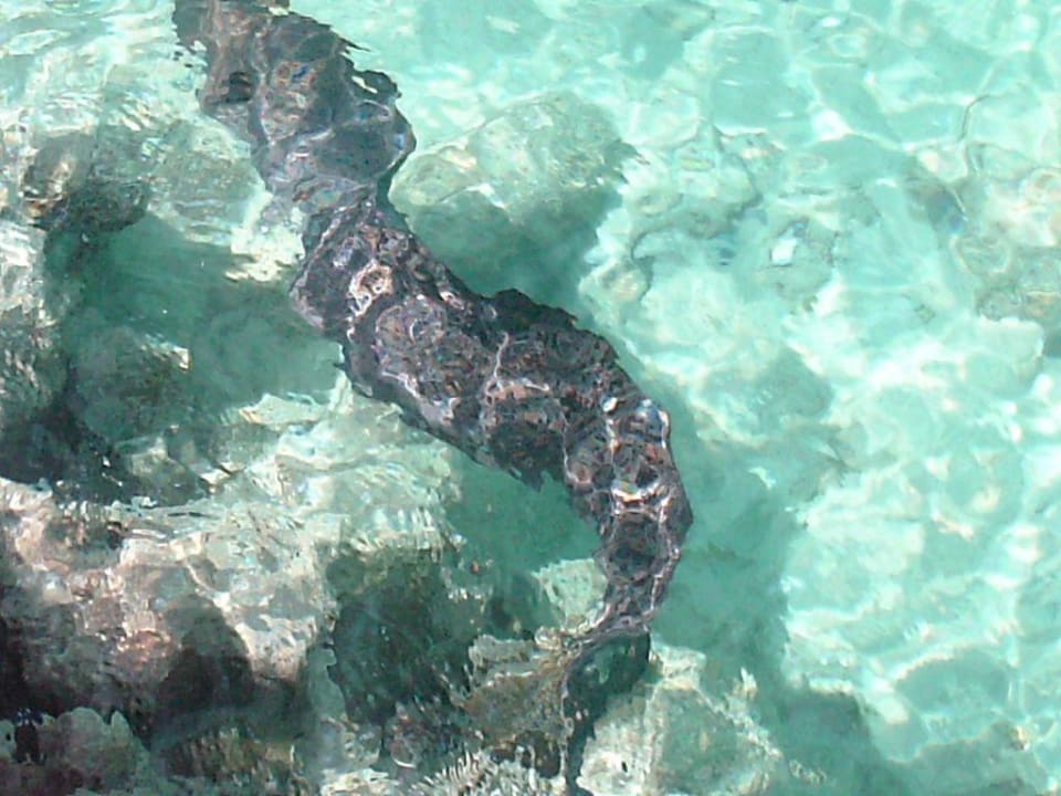 Große Moräne Summer Island Maldives