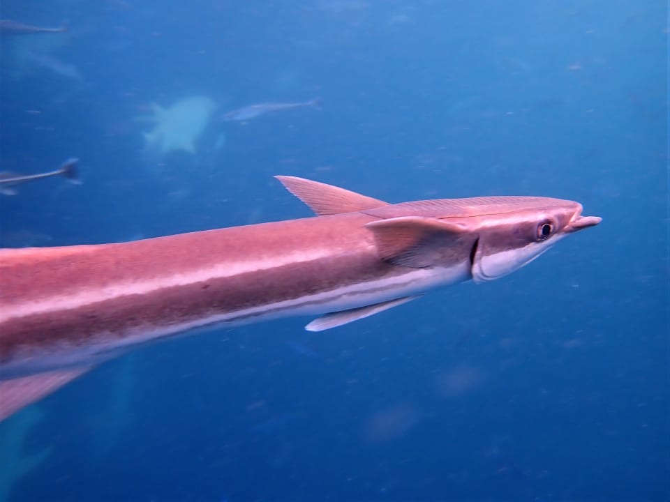 Sport & Freizeit NH Collection Maldives Reethi Resort