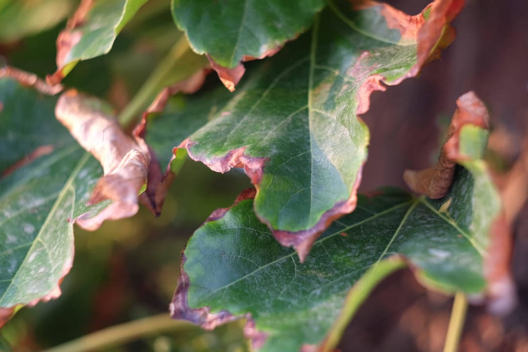 Hotelanlage sauber (Personal äußerst freundlich!) Domes Noruz Kassandra | Adults-Only