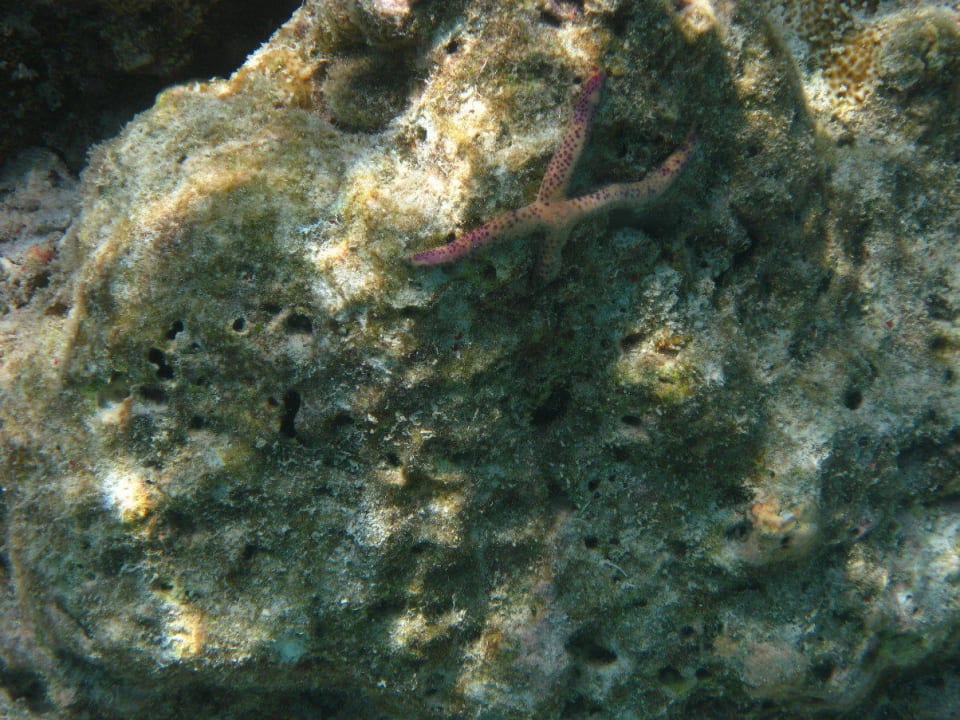 Unterwasserwelt am Hausriff NH Collection Maldives Reethi Resort