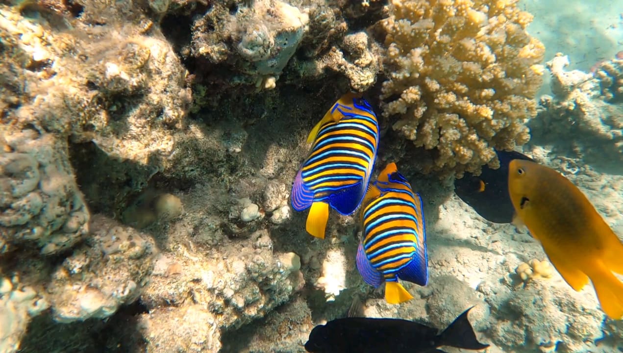 Strand Fort Arabesque Resort, Spa & Villas