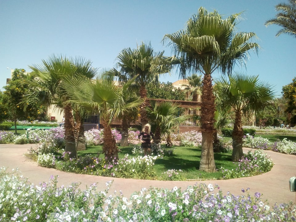 Gartenanlage Desert Rose