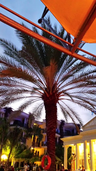 Palme an der Poolbar Hotel Yetkin