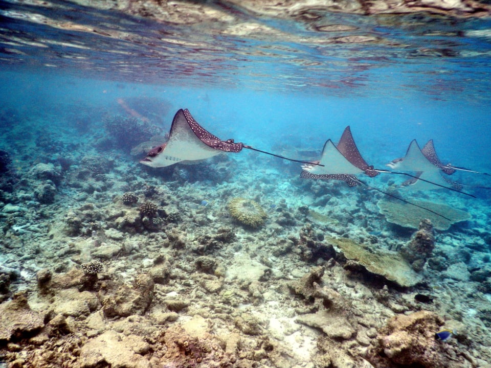 Unterwasserwelt  Kuramathi Maldives