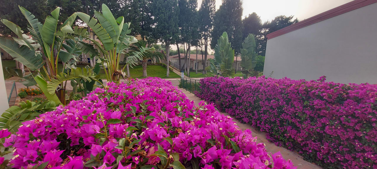 Gartenanlage TUI BLUE Tropea