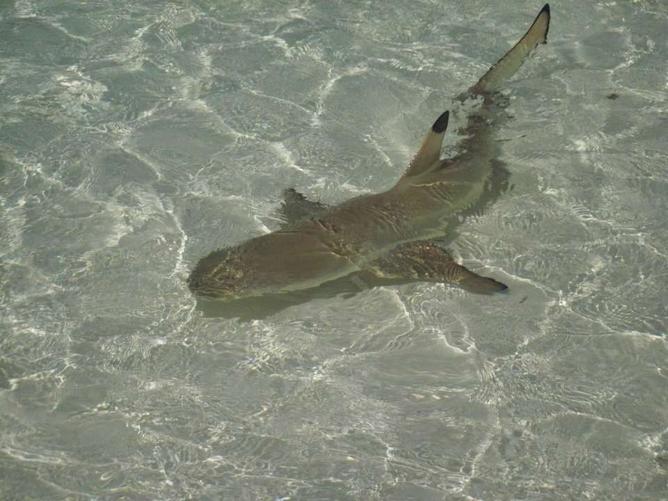 Riffhai Kuramathi Maldives