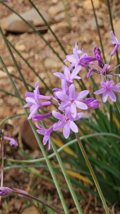 Gartenanlage AP Adriana Beach Resort