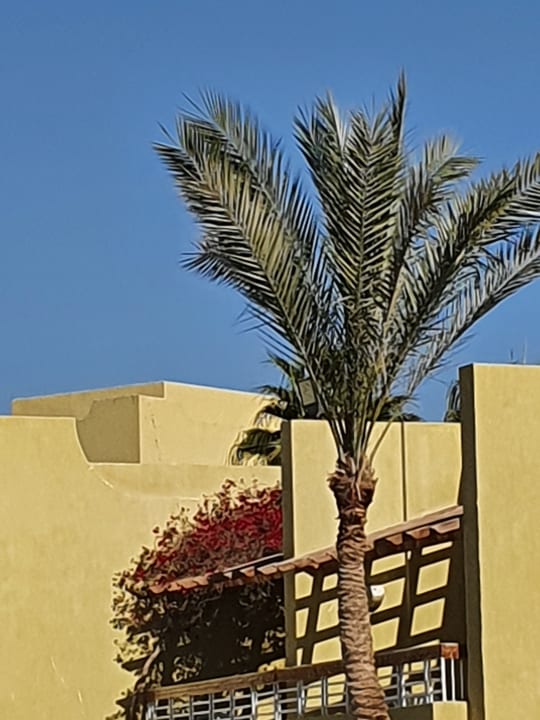 Gartenanlage Palm Beach Resort