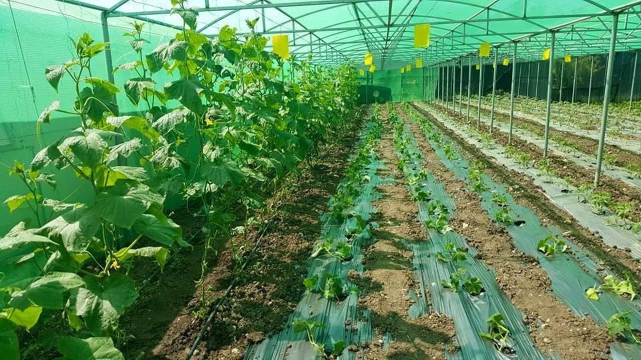 Farmming Ilios K Village Resort