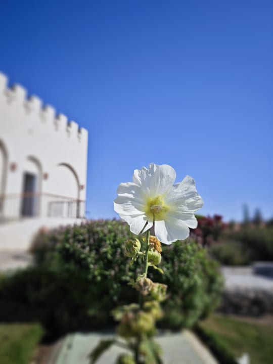 Gartenanlage Sentido Akassia Beach