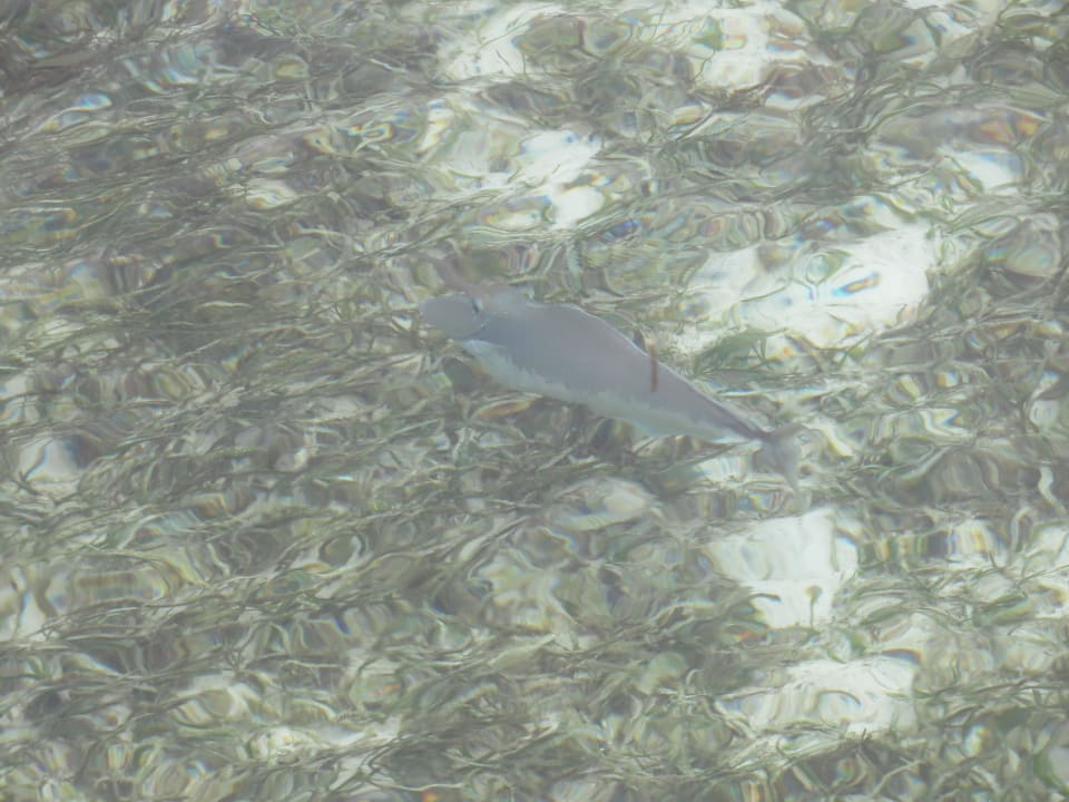 Vom Steg der Ocean Villa fotografierte Fische Adaaran Select Hudhuran Fushi - Premium All Inclusive