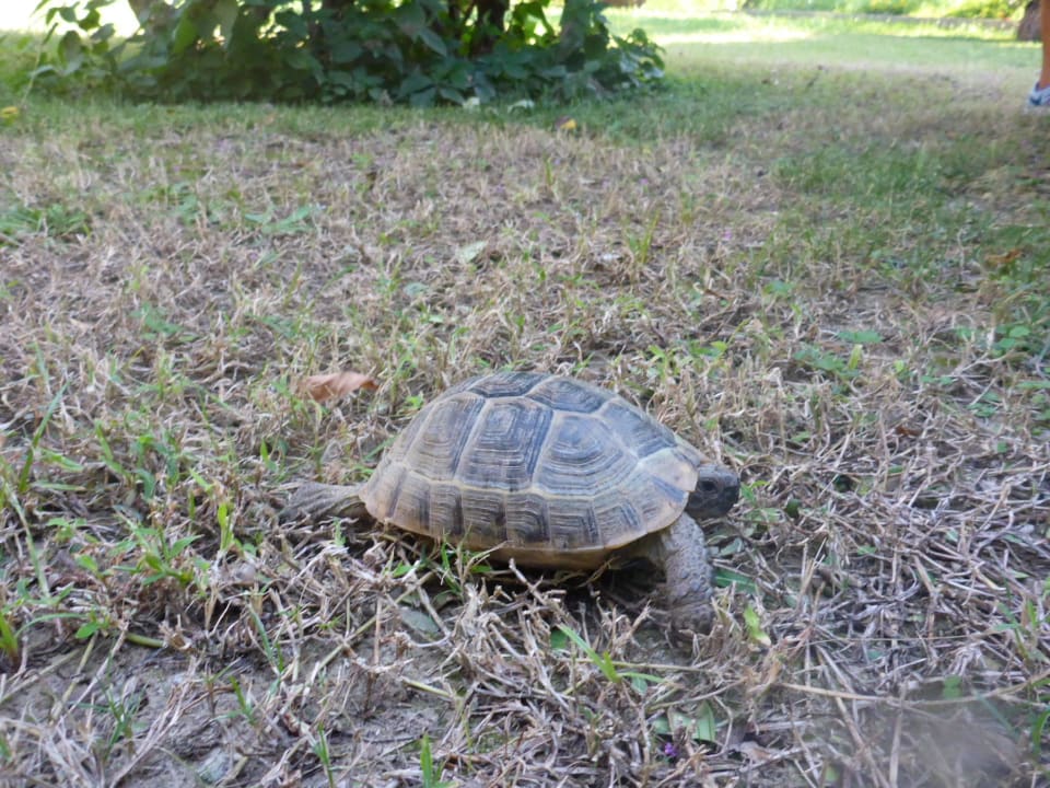 &quot;Kleine Schildkröte im Garten&quot; Kirman Leodikya Resort