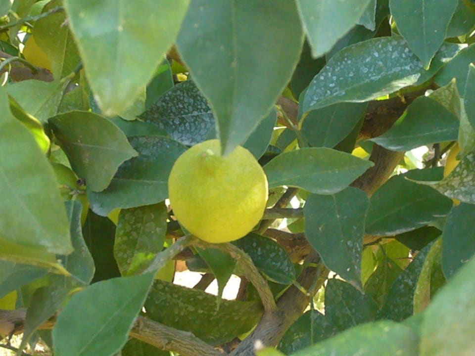 Zitronenbaum Belek Beach Resort Hotel