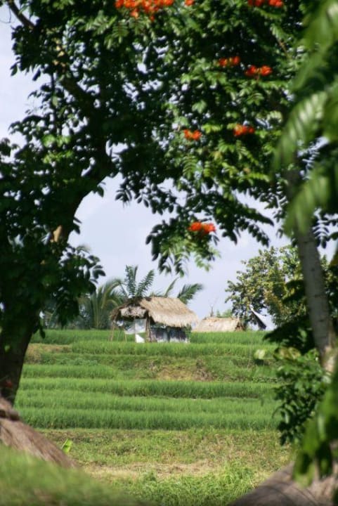 Reisterrassen Maya Ubud Resort & Spa Bali