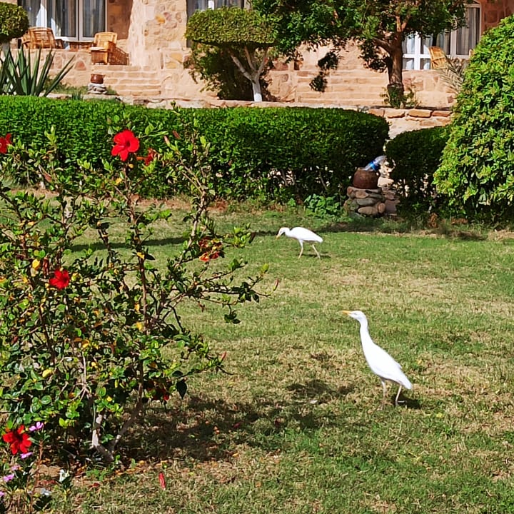 Gartenanlage Pensée Royal Garden Beach Resort