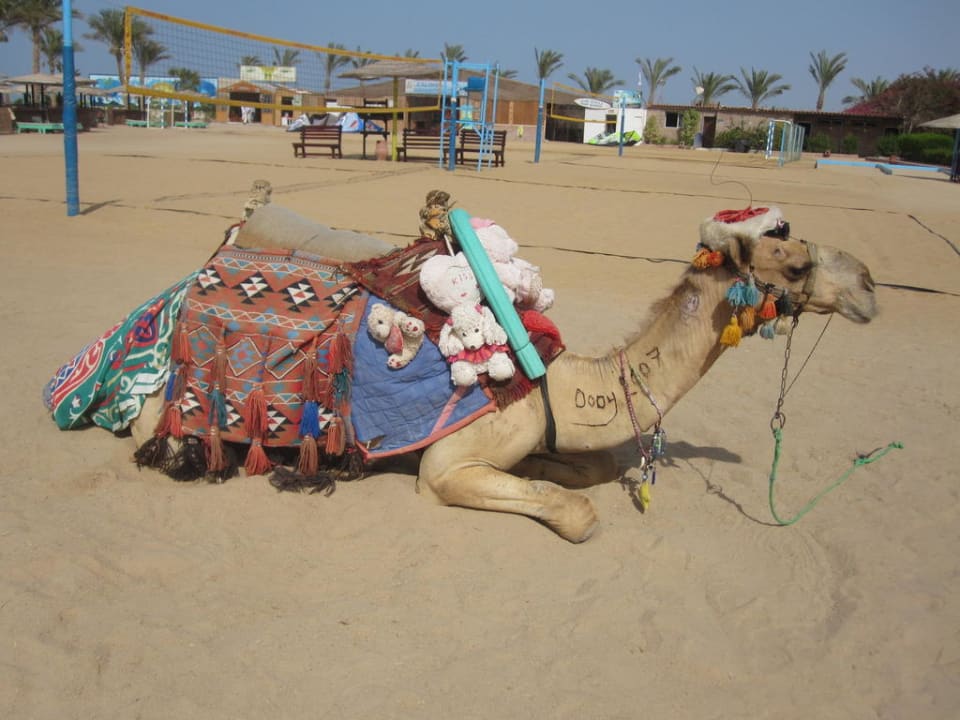 Das treue Kamel Dody Golden Beach Resort