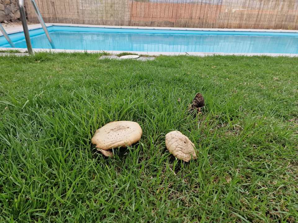 Pool Villa Salobre Golf Seis Luxury Retreat In Gran Canaria Private Heated Pool Exclusive Salobre Golf Resort Minutes From Maspalomas Beaches