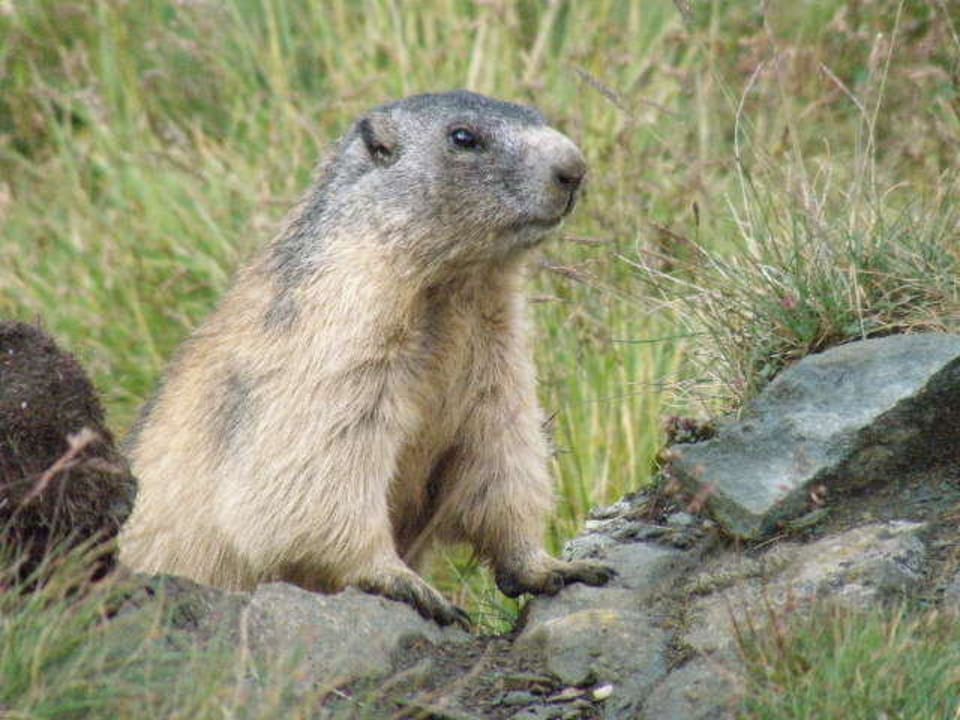 Mormeltieren op de Großglockner Gasthaus Untersagritz
