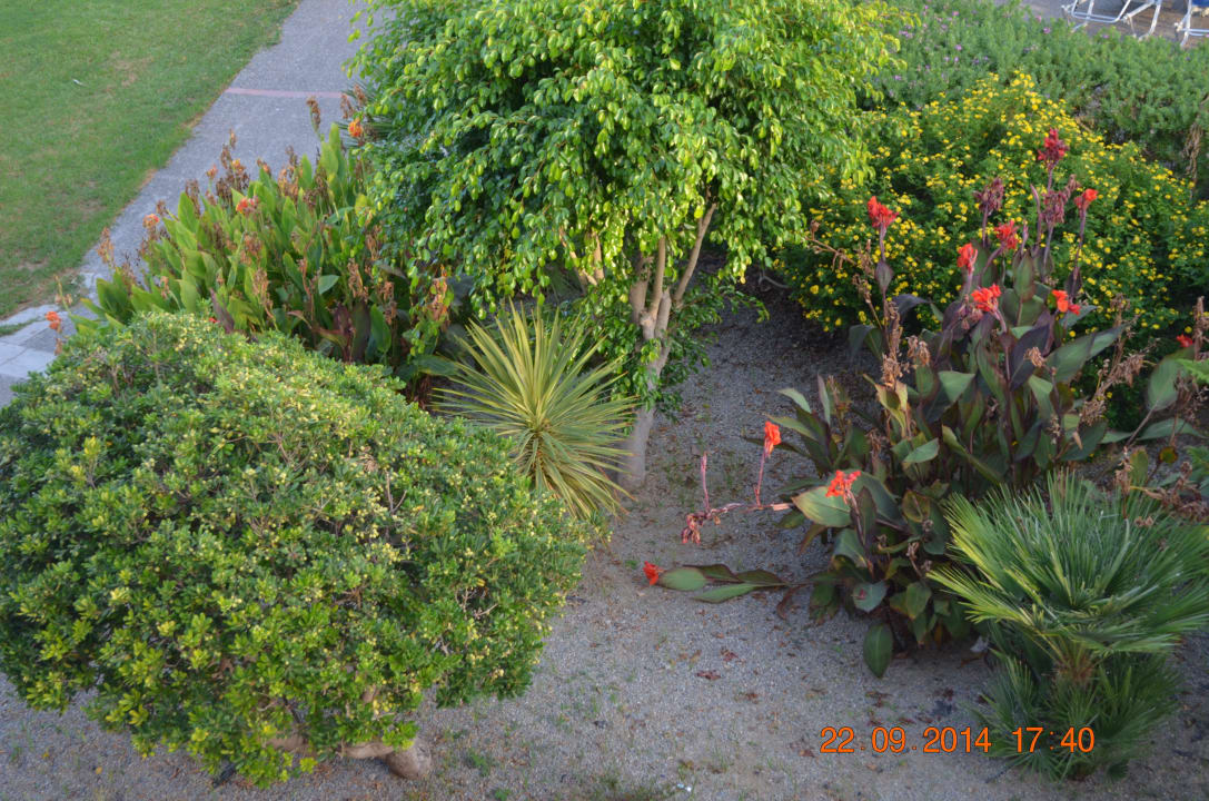 Roślinność pod balkonem Ilios K Village Resort