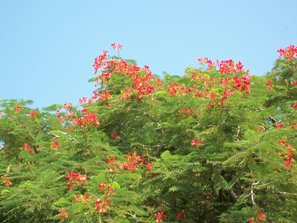 Feuerazalee Mövenpick Resort & Spa Dead Sea