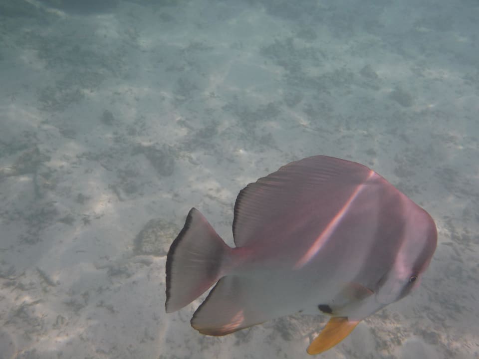 Hausriffbewohner Summer Island Maldives