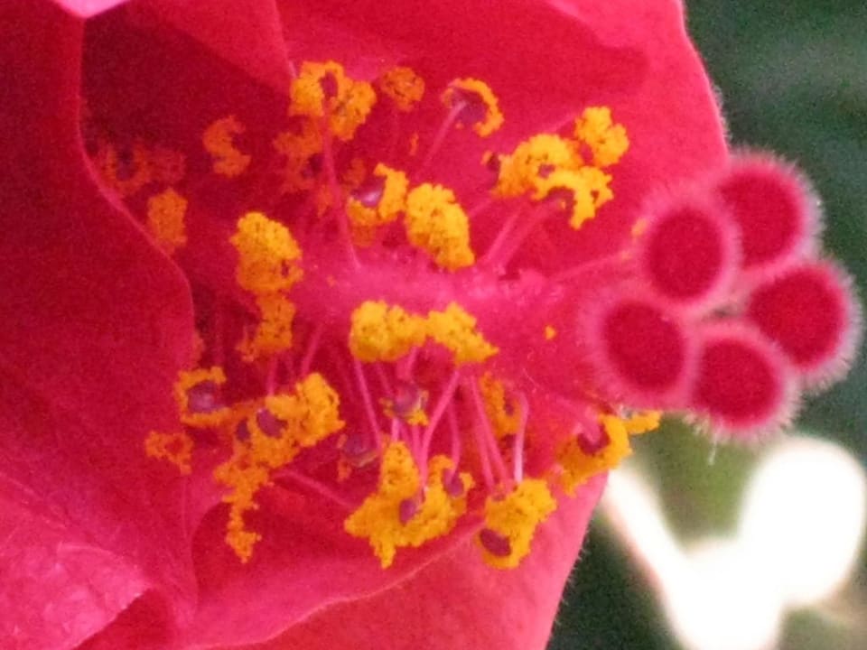 Blütenpracht Alba Resort Hotel