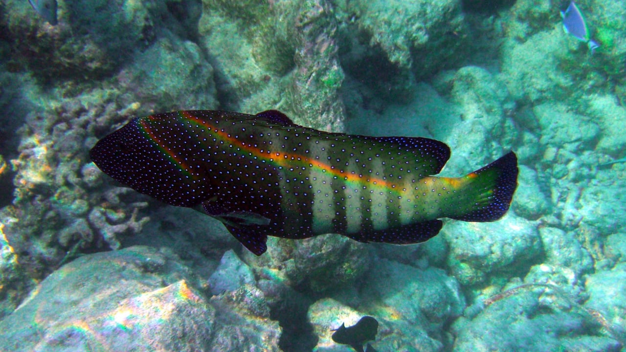 Die Unterwasserwelt am Hausriff Summer Island Maldives