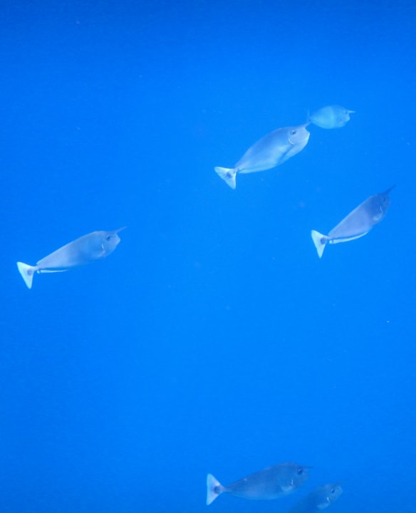 Sport & Freizeit Hondaafushi Island Resort