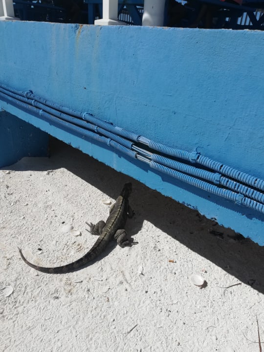 Sonstiges Sol Varadero Beach