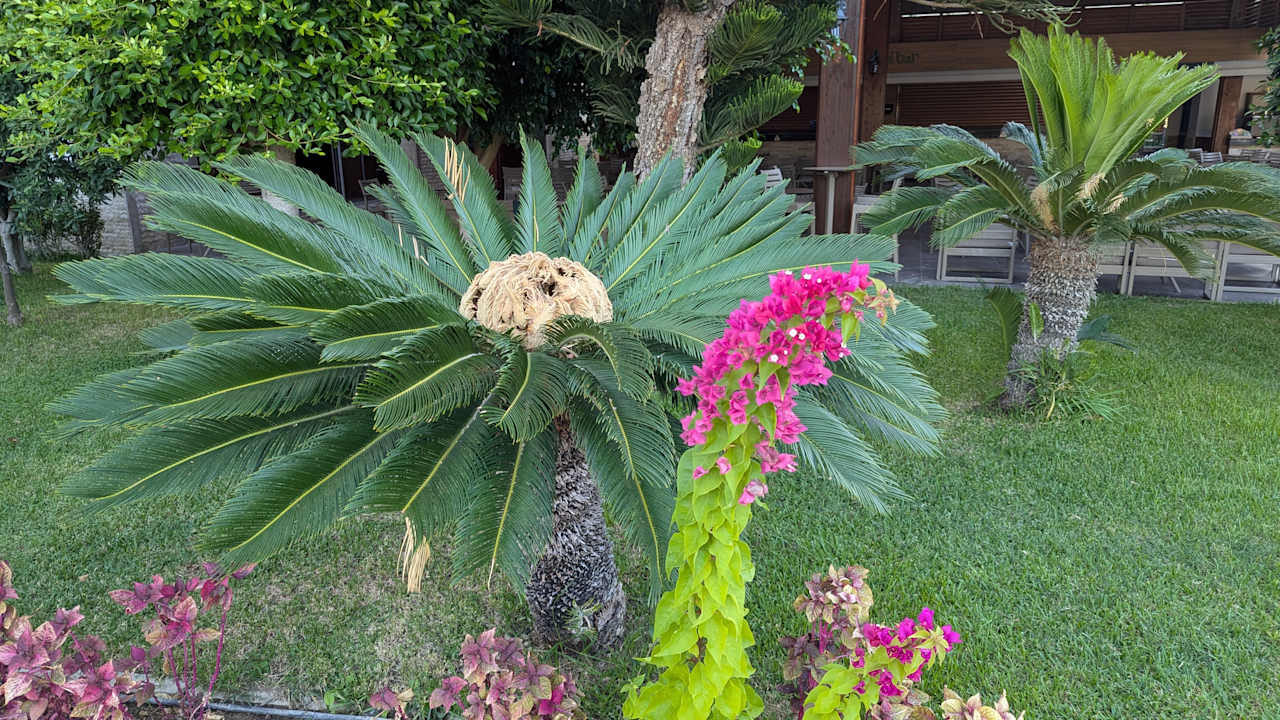 Gartenanlage Saphir Resort & Spa