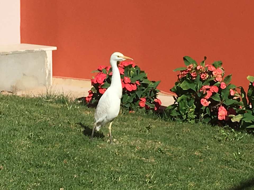 Sonstiges Pickalbatros Alf Leila Wa Leila Resort - Neverland Hurghada