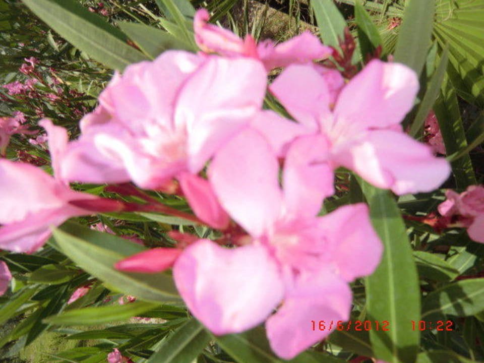 Blüte Alba Resort Hotel