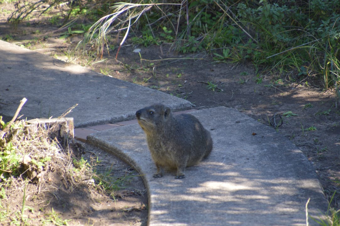 Ein Dassie auf Besuch Giants Castle Camp