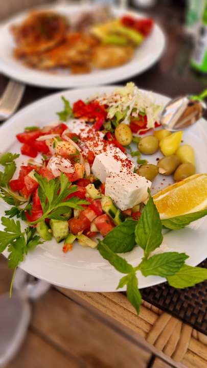 Gastro Seashell Vega