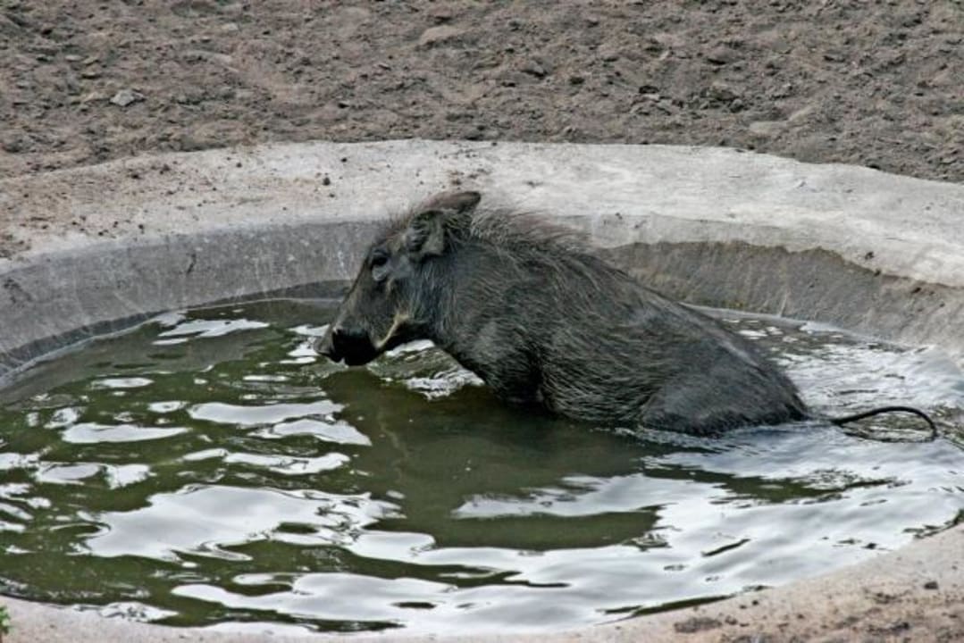 Pezulu Tree House Lodge Pezulu Tree House Lodge