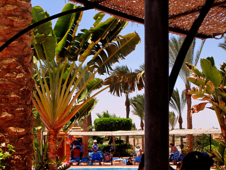 Bananenpflanzen Jaz Solaya