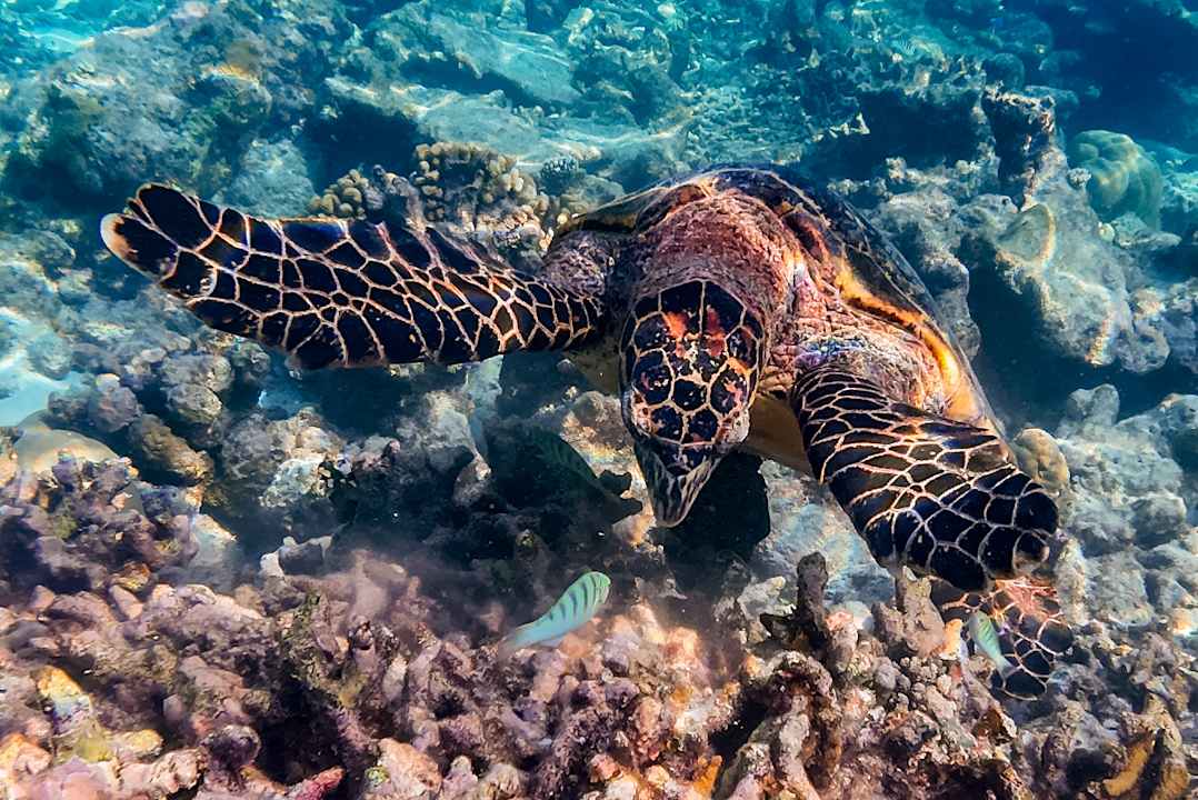 Strand Diamonds Thudufushi